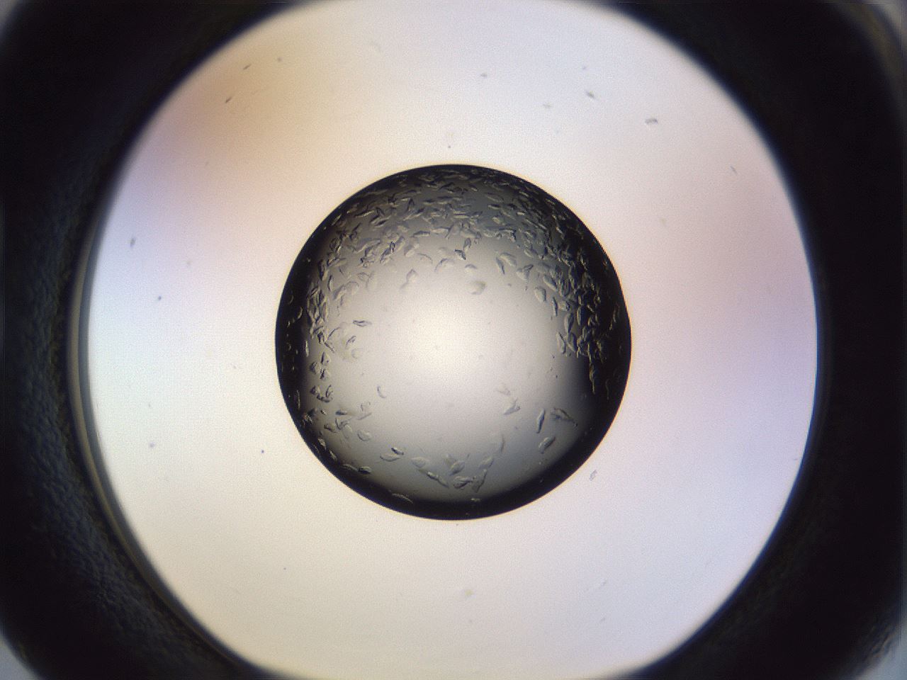 folderID470_plateID1470_batchID5625_wellNum17_profileID1_d1_r92997_ef.jpg