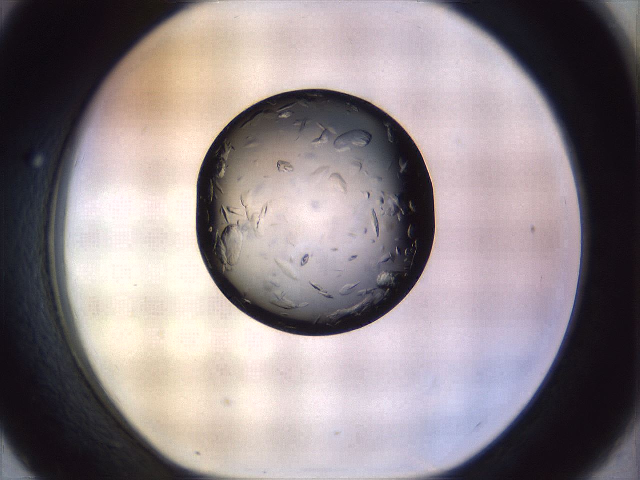 folderID470_plateID1470_batchID5625_wellNum43_profileID1_d1_r93049_ef.jpg