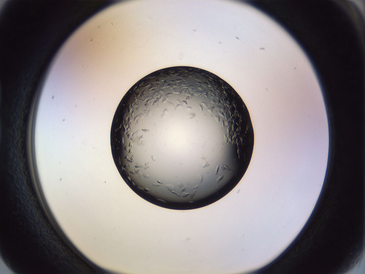 folderID470_plateID1470_batchID5656_wellNum17_profileID1_d1_r92997_ef.jpg