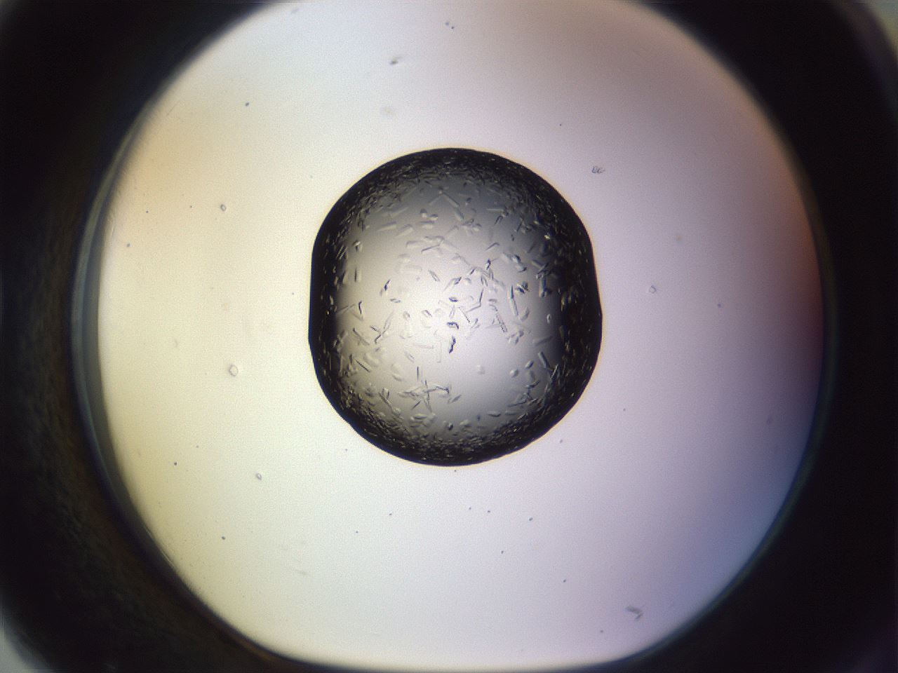 folderID470_plateID1470_batchID5673_wellNum79_profileID1_d1_r93121_ef.jpg
