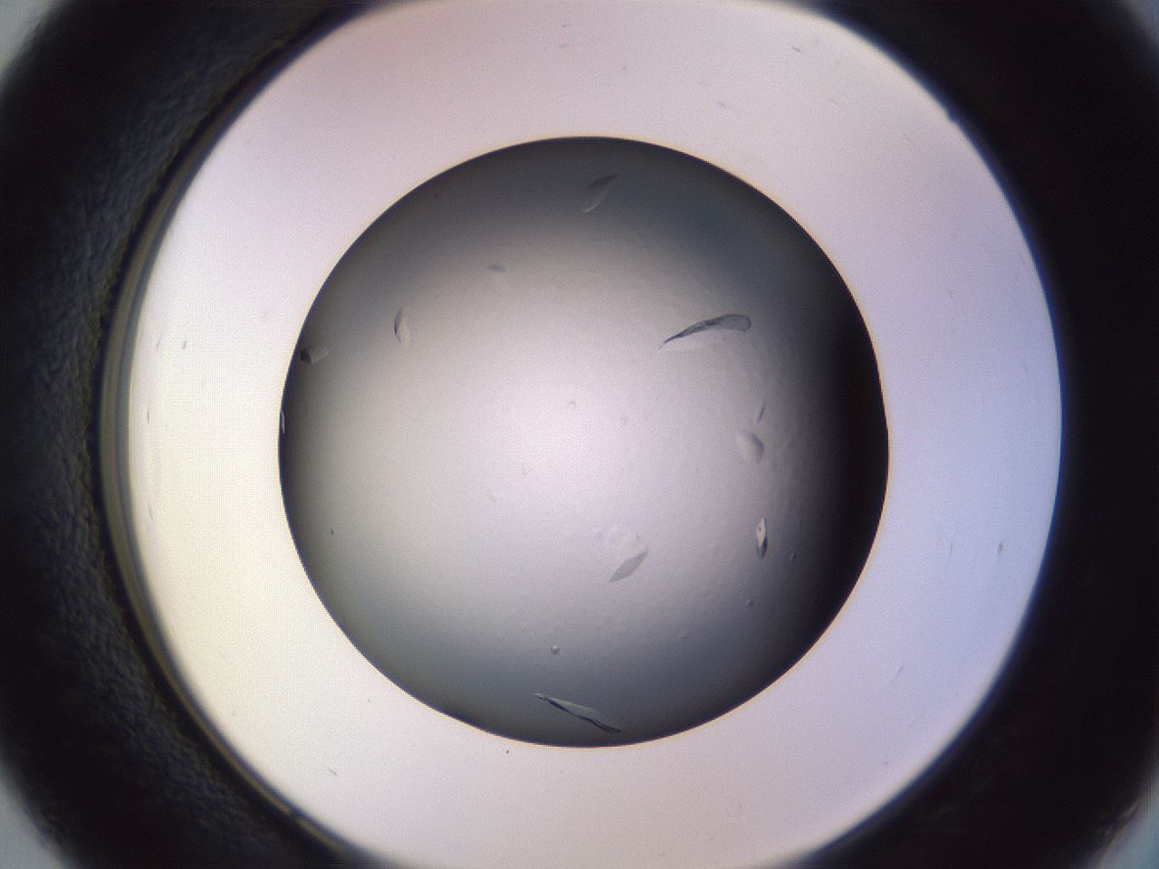 folderID470_plateID1470_batchID5701_wellNum39_profileID1_d2_r93042_ef.jpg
