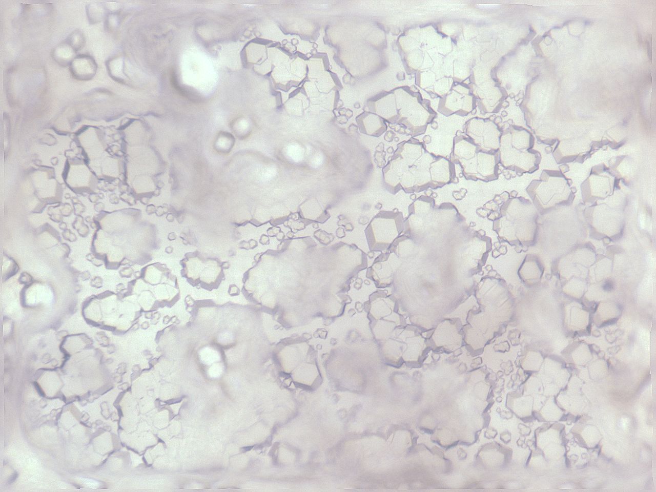 folderID472_plateID1472_batchID5680_wellNum4_profileID1_d1_r93449_ef.jpg