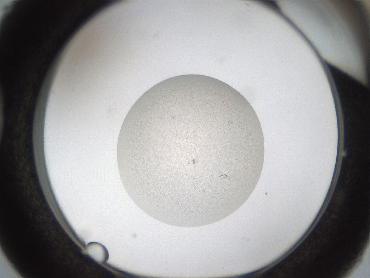 folderID49_plateID1049_batchID2121_wellNum38_profileID1_d1_r46957_ef.jpg