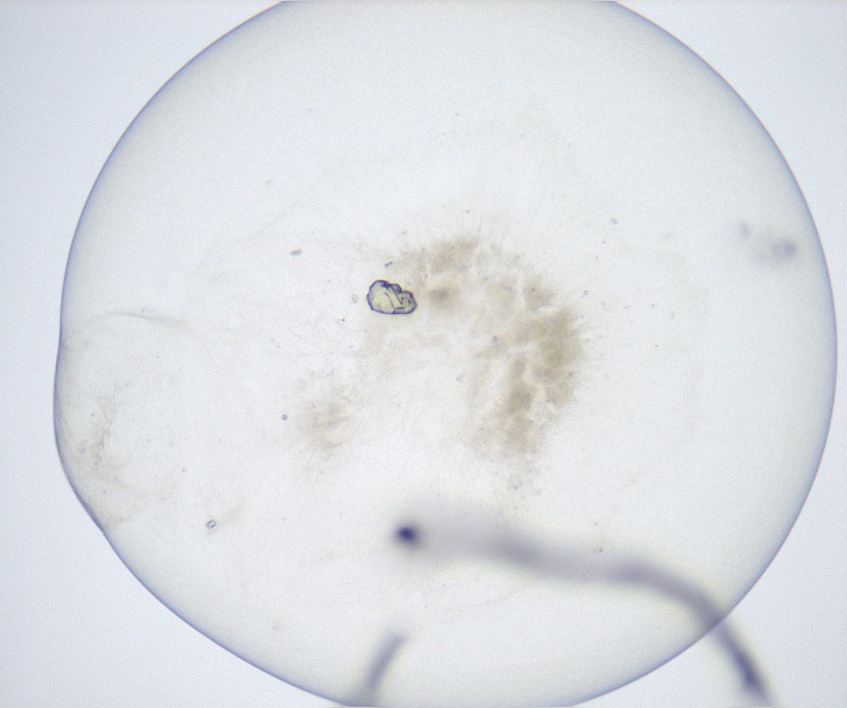 folderID513_plateID2513_batchID12475_wellNum79_profileID1_d1_r188984_ef.jpg