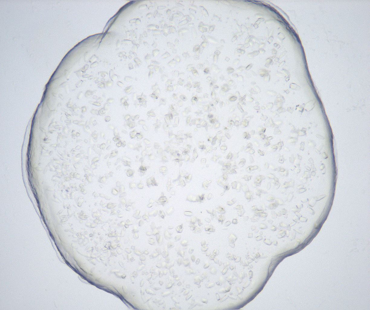 folderID517_plateID2517_batchID12476_wellNum67_profileID1_d1_r189152_ef.jpg