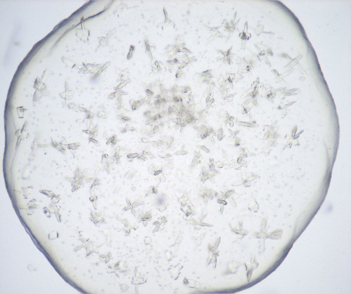 folderID517_plateID2517_batchID12476_wellNum68_profileID1_d1_r189154_ef.jpg