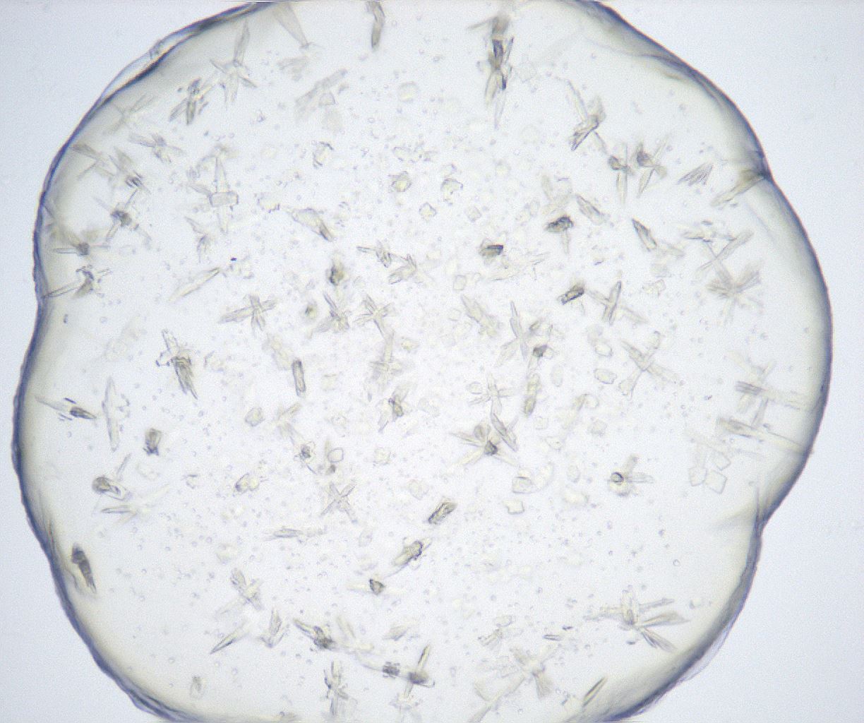 folderID517_plateID2517_batchID12476_wellNum69_profileID1_d1_r189156_ef.jpg