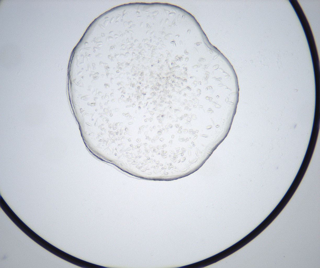 folderID517_plateID2517_batchID12476_wellNum78_profileID1_d1_r189174_ef.jpg