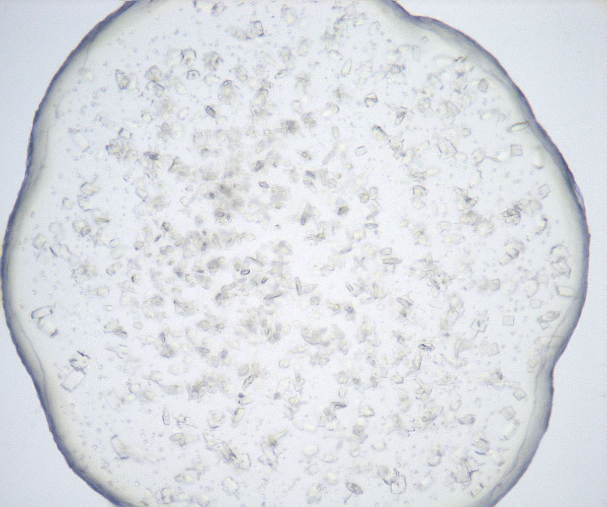 folderID517_plateID2517_batchID12476_wellNum79_profileID1_d1_r189176_ef.jpg