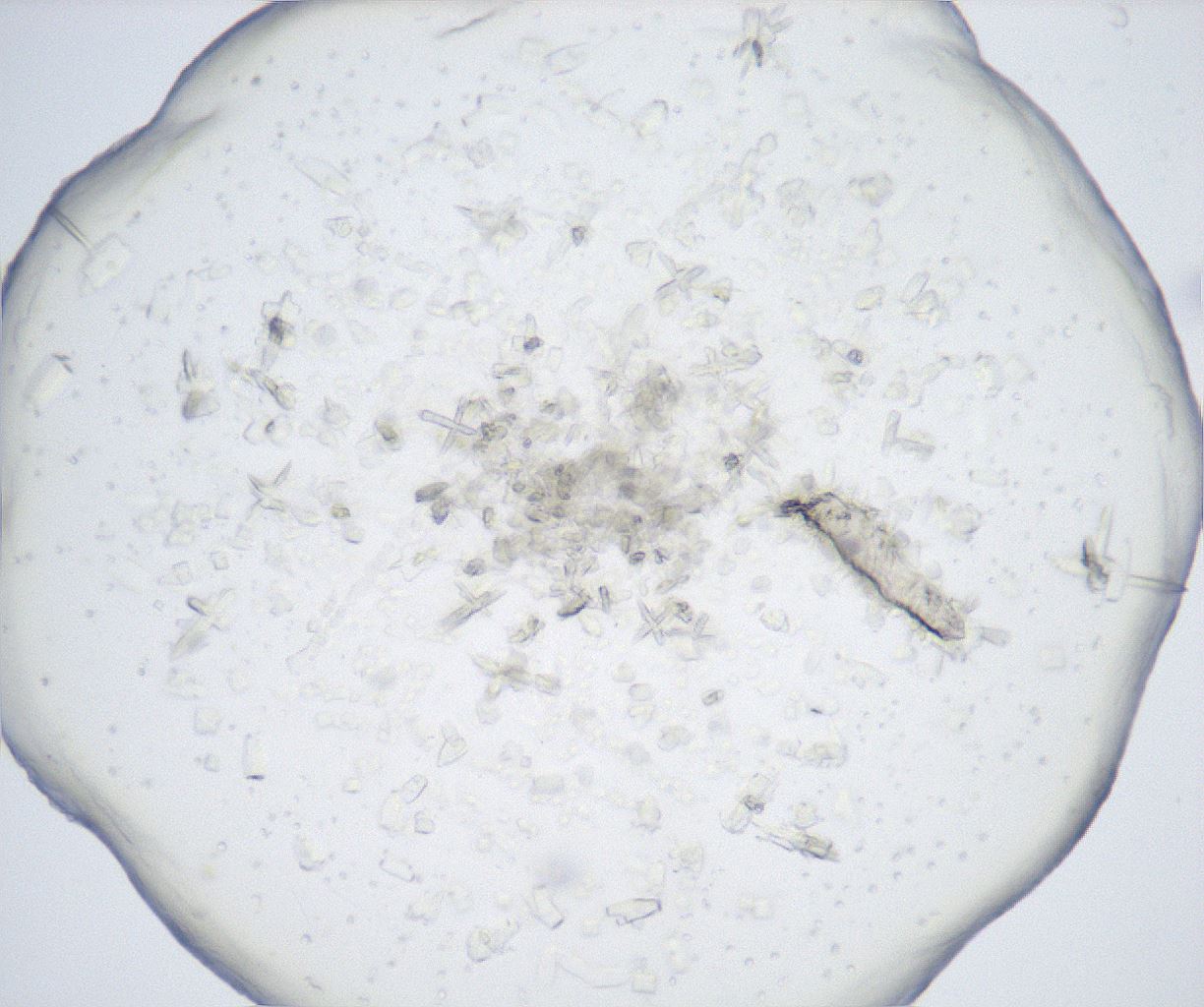 folderID517_plateID2517_batchID12476_wellNum82_profileID1_d1_r189182_ef.jpg