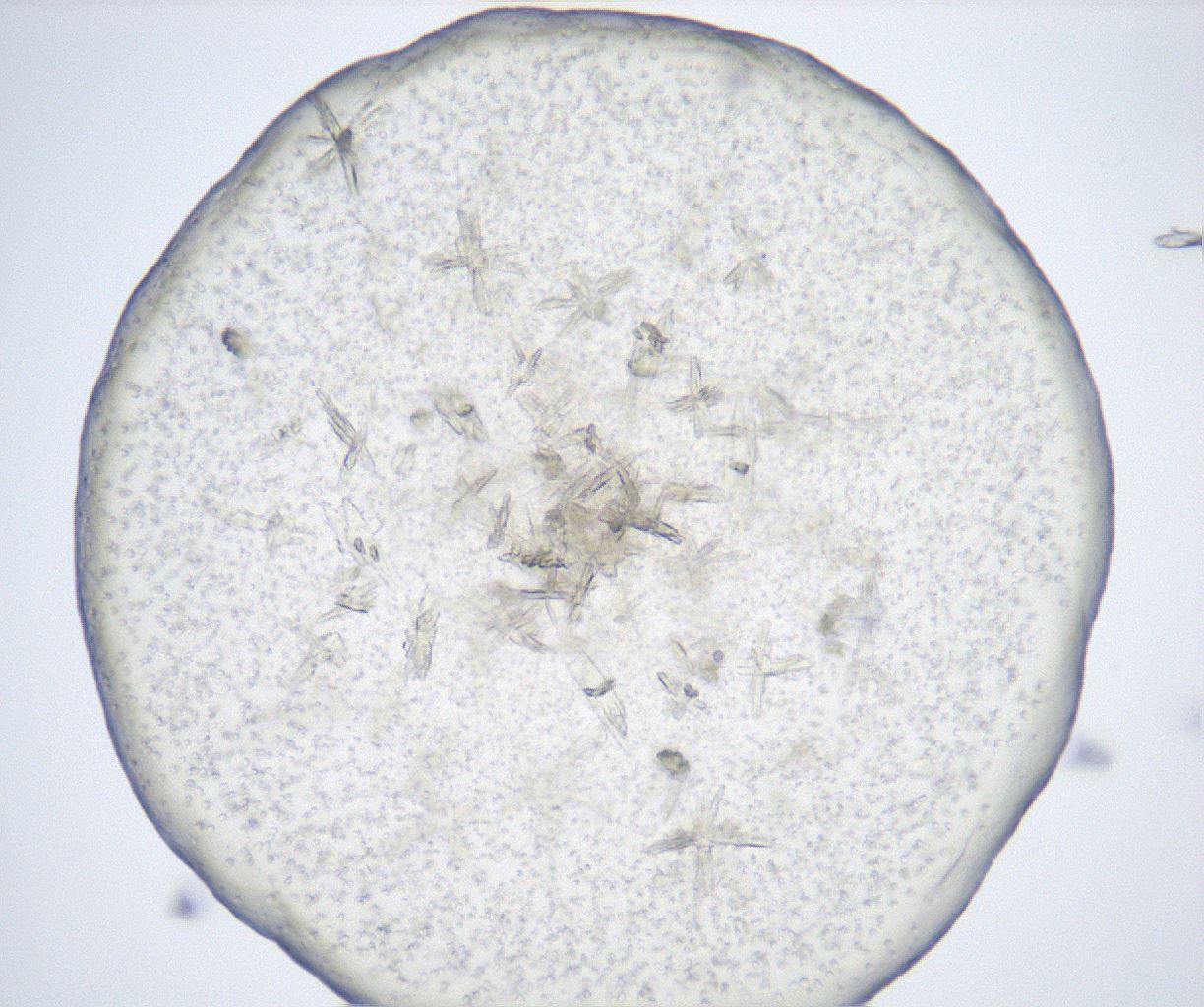 folderID517_plateID2517_batchID12476_wellNum84_profileID1_d1_r189186_ef.jpg