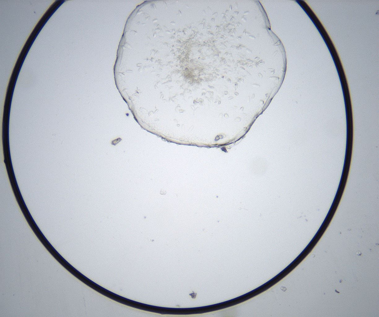 folderID517_plateID2517_batchID12476_wellNum91_profileID1_d1_r189200_ef.jpg