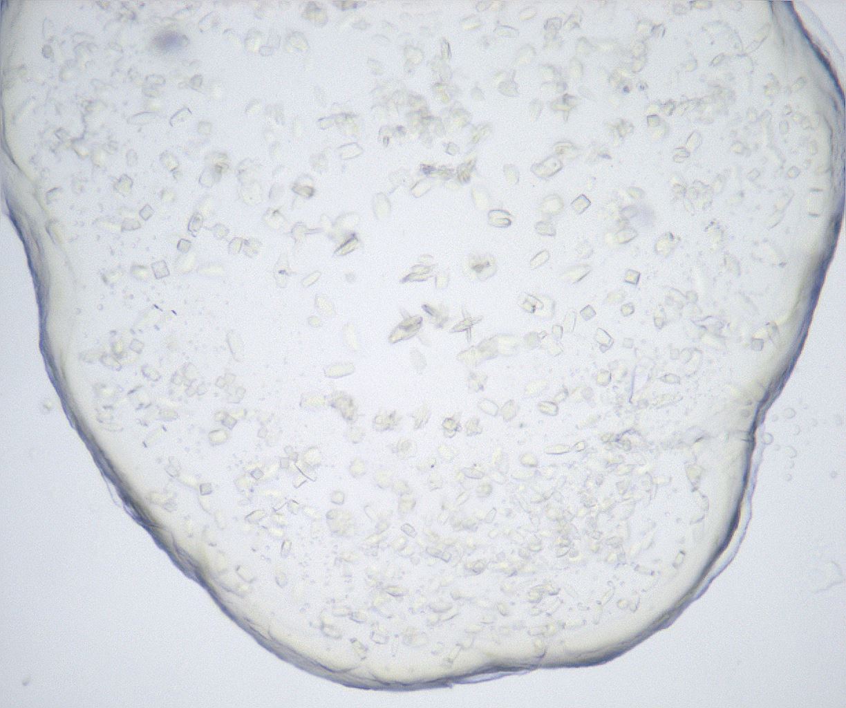 folderID517_plateID2517_batchID12476_wellNum19_profileID1_d1_r189056_ef.jpg