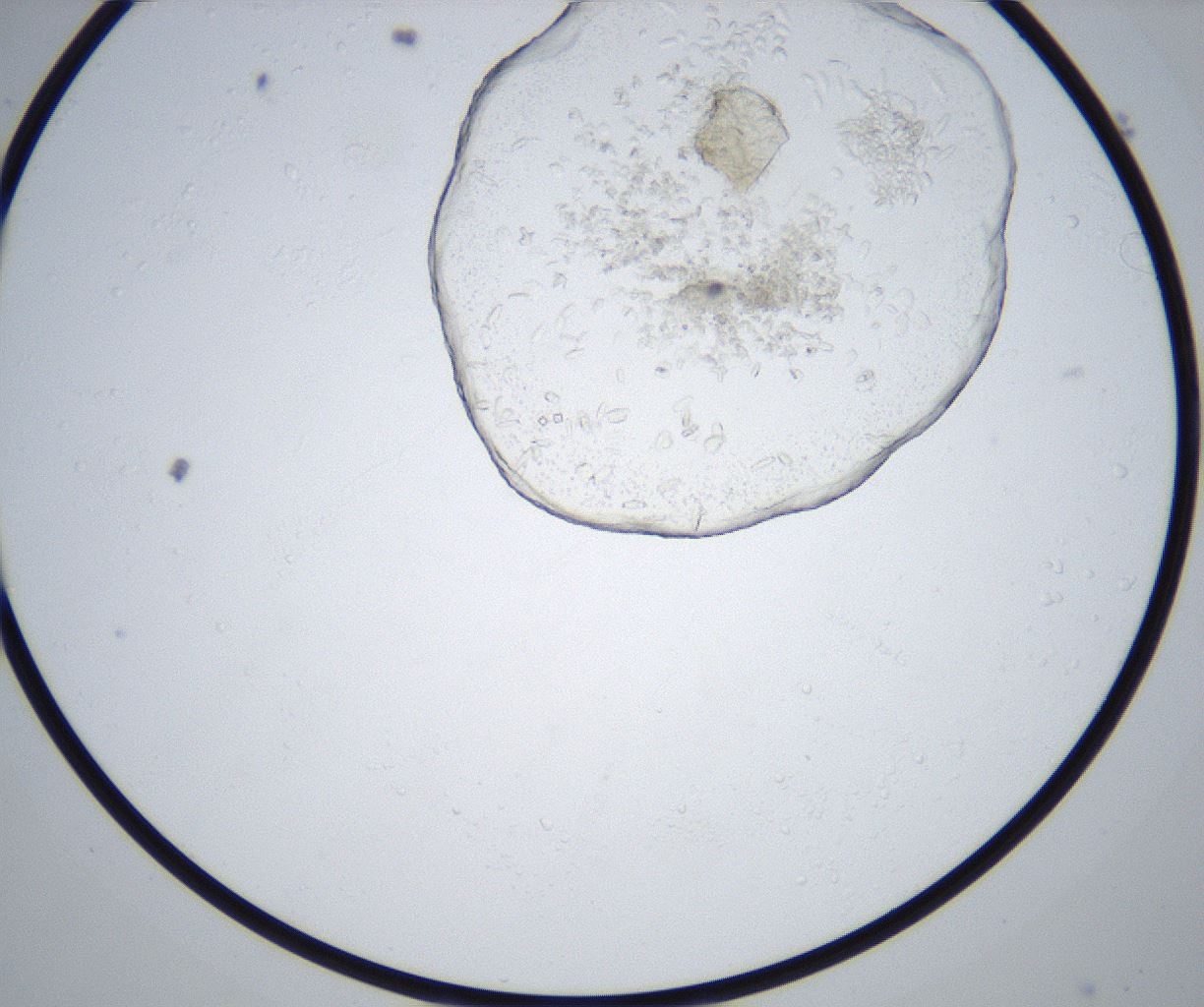 folderID517_plateID2517_batchID12476_wellNum30_profileID1_d1_r189078_ef.jpg