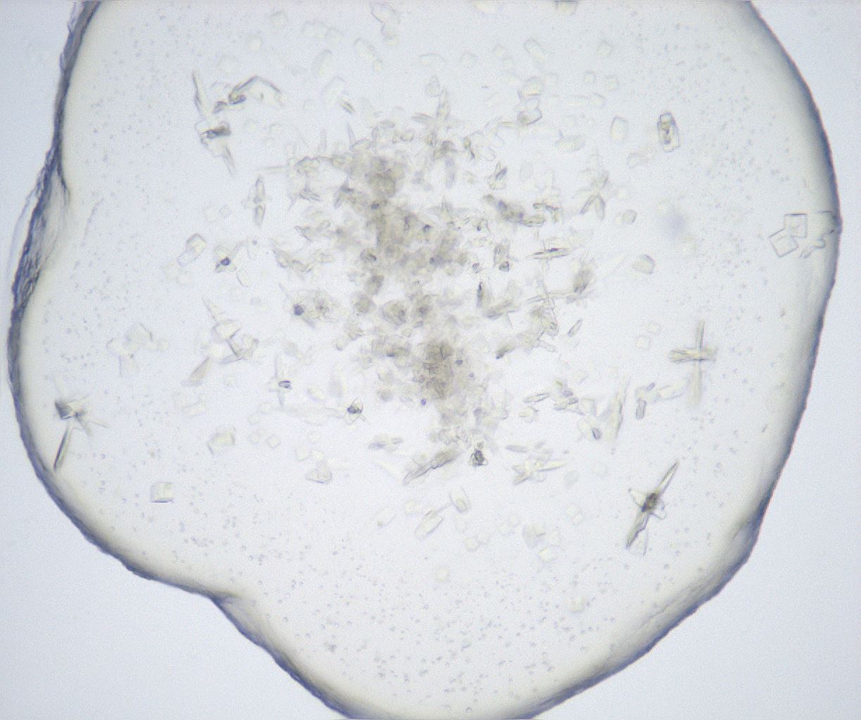 folderID517_plateID2517_batchID12476_wellNum32_profileID1_d1_r189082_ef.jpg