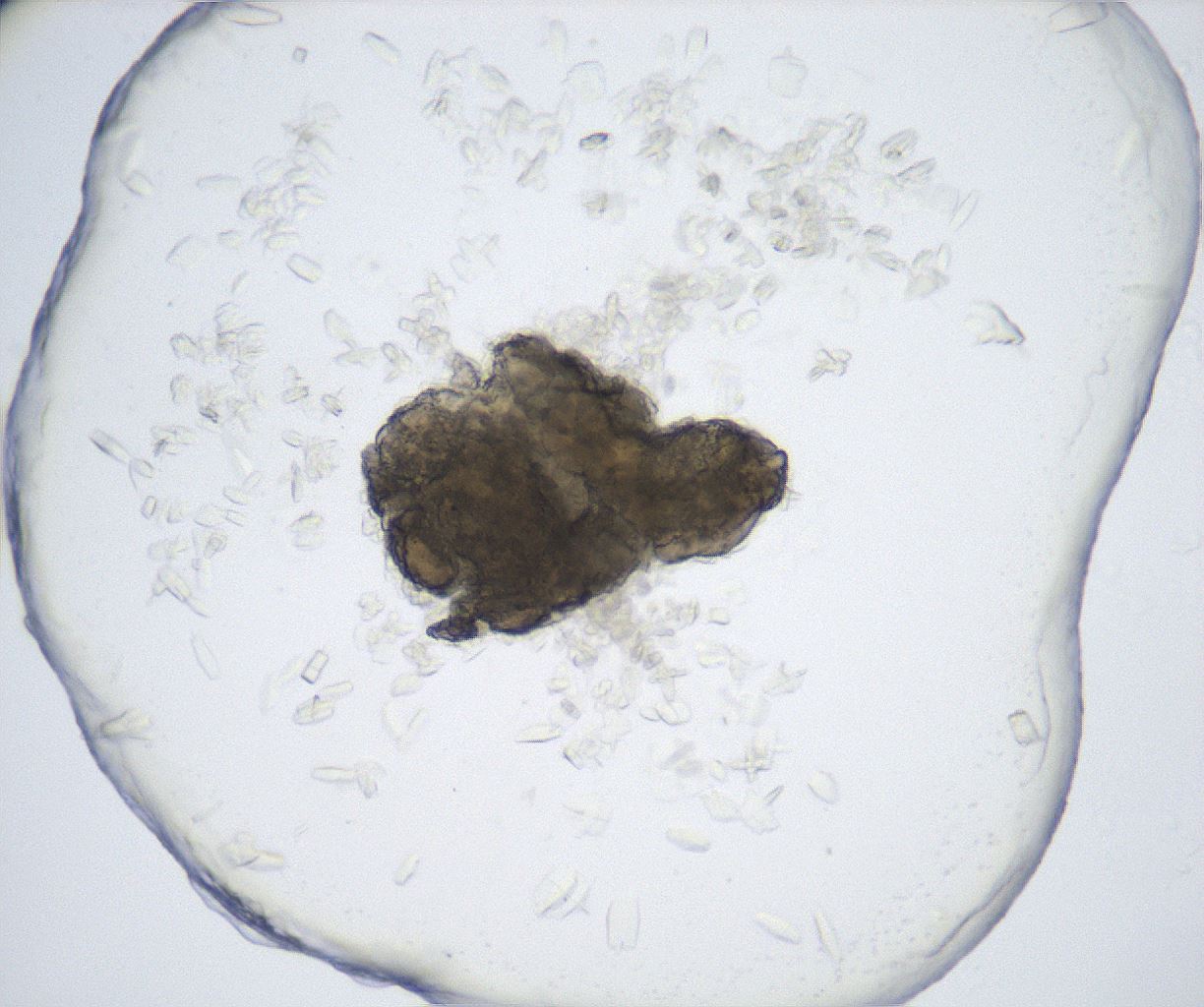 folderID517_plateID2517_batchID12476_wellNum42_profileID1_d1_r189102_ef.jpg