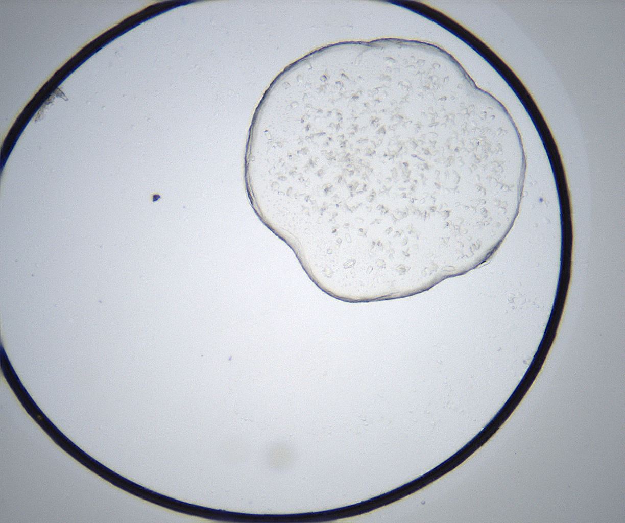 folderID517_plateID2517_batchID12476_wellNum43_profileID1_d1_r189104_ef.jpg