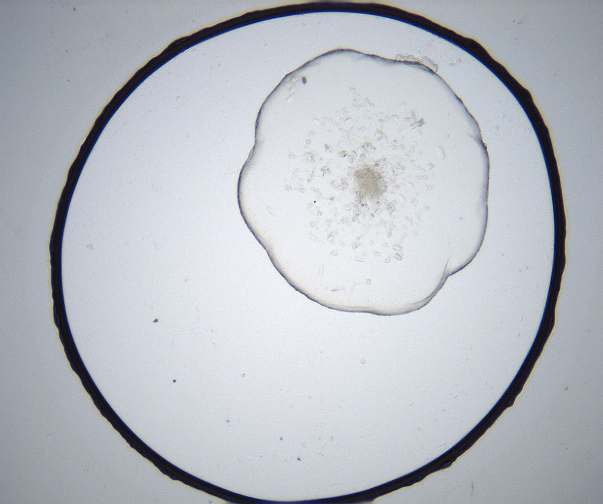 folderID517_plateID2517_batchID12476_wellNum45_profileID1_d1_r189108_ef.jpg