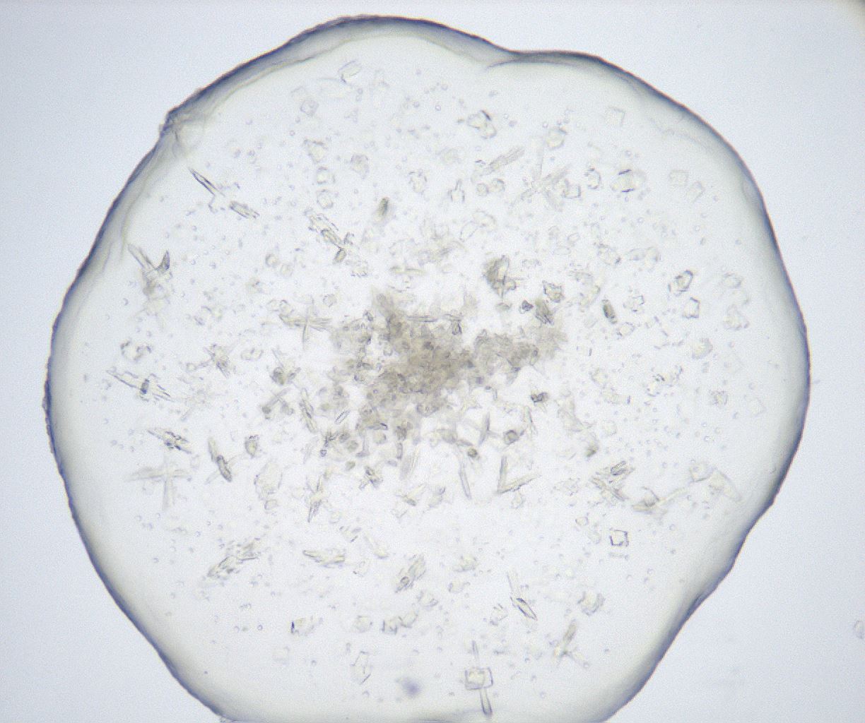 folderID517_plateID2517_batchID12476_wellNum94_profileID1_d1_r189206_ef.jpg
