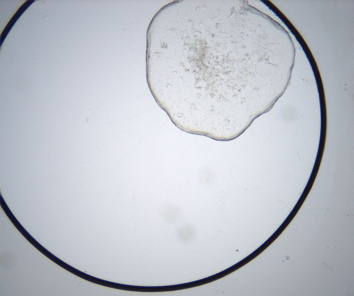 folderID517_plateID2517_batchID12476_wellNum9_profileID1_d1_r189036_ef.jpg