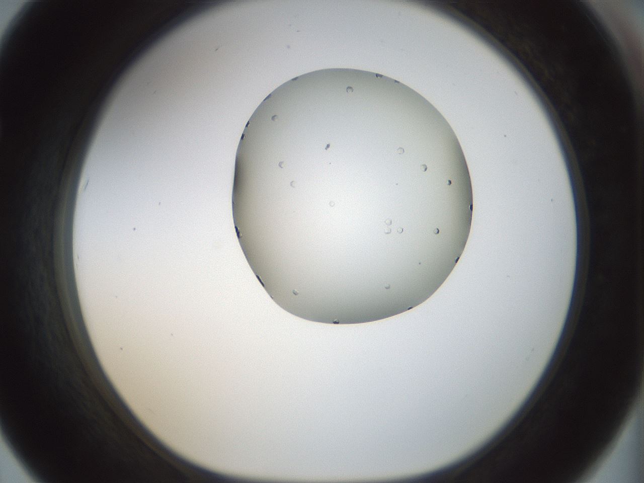 folderID155_plateID1155_batchID3205_wellNum67_profileID1_d1_r62563_ef.jpg