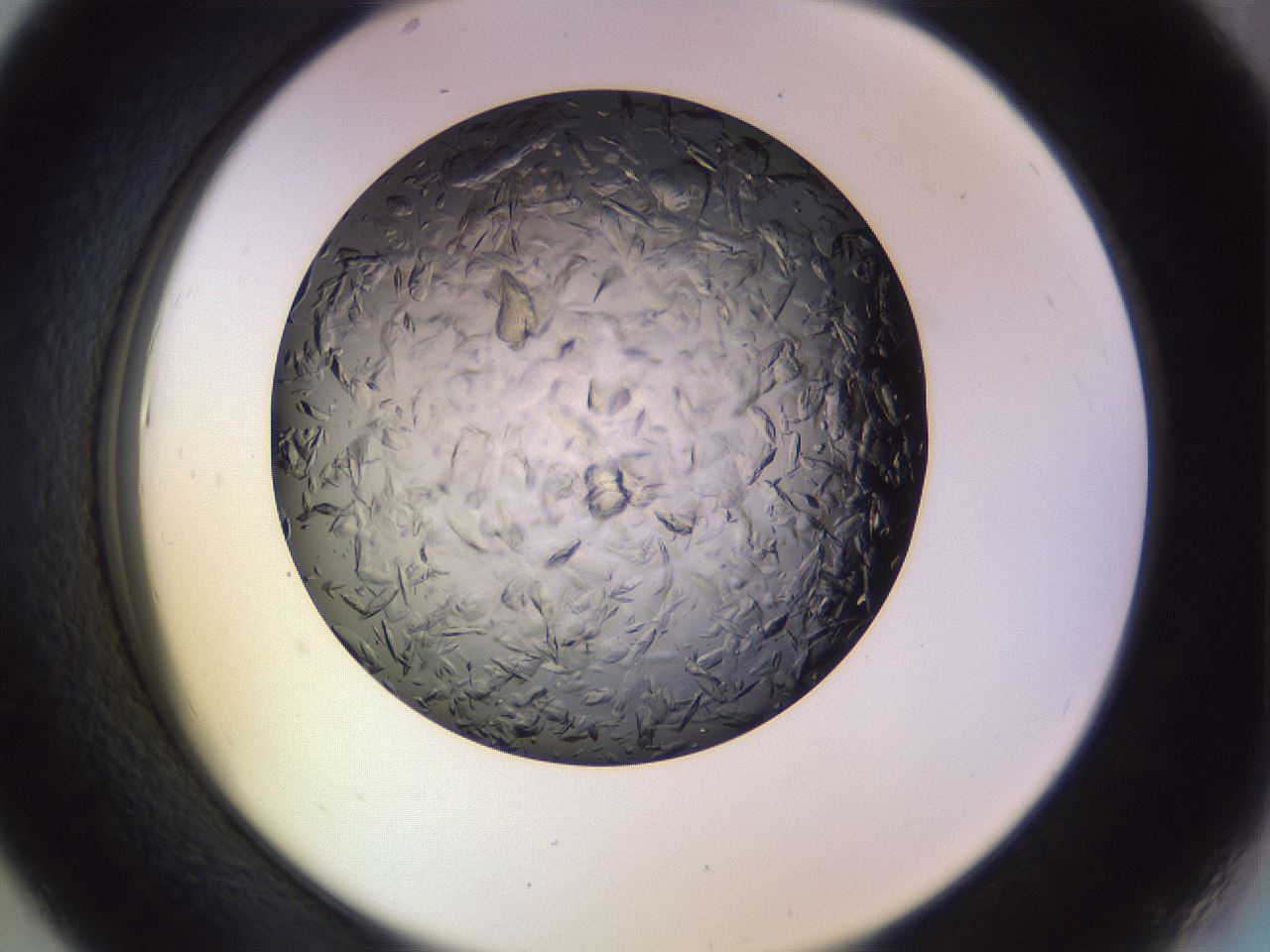 folderID470_plateID1470_batchID5701_wellNum43_profileID1_d2_r93050_ef.jpg