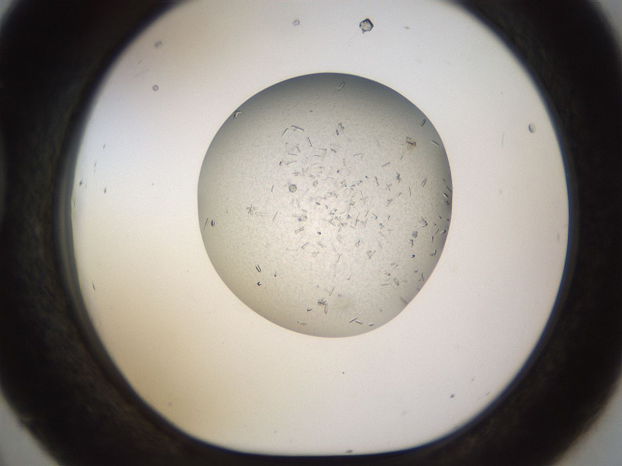 folderID501_plateID1501_batchID5937_wellNum45_profileID1_d1_r95389_ef.jpg