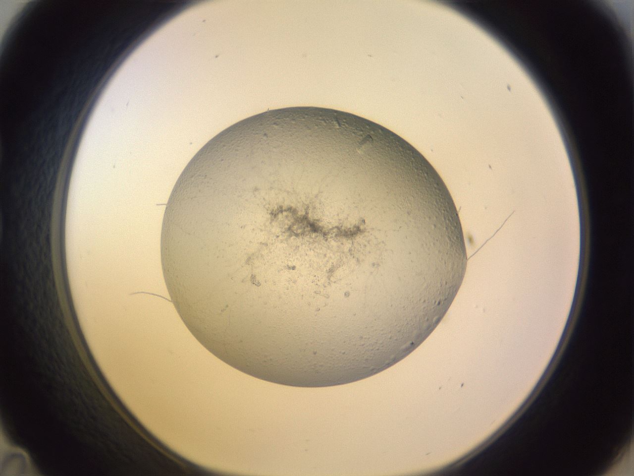 folderID528_plateID1528_batchID6249_wellNum35_profileID1_d1_r98499_ef.jpg