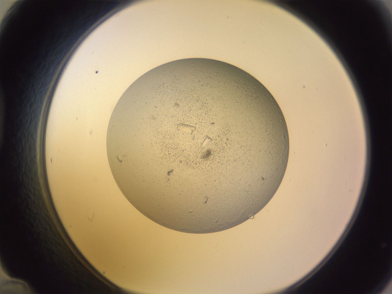 folderID528_plateID1528_batchID6249_wellNum48_profileID1_d1_r98512_ef.jpg