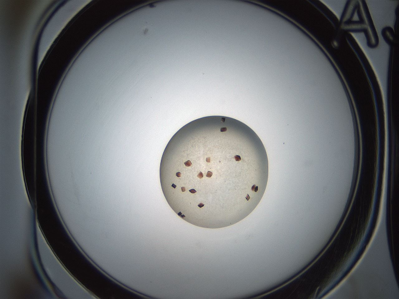folderID165_plateID2165_batchID9558_wellNum3_profileID1_d1_r145753_ef.jpg