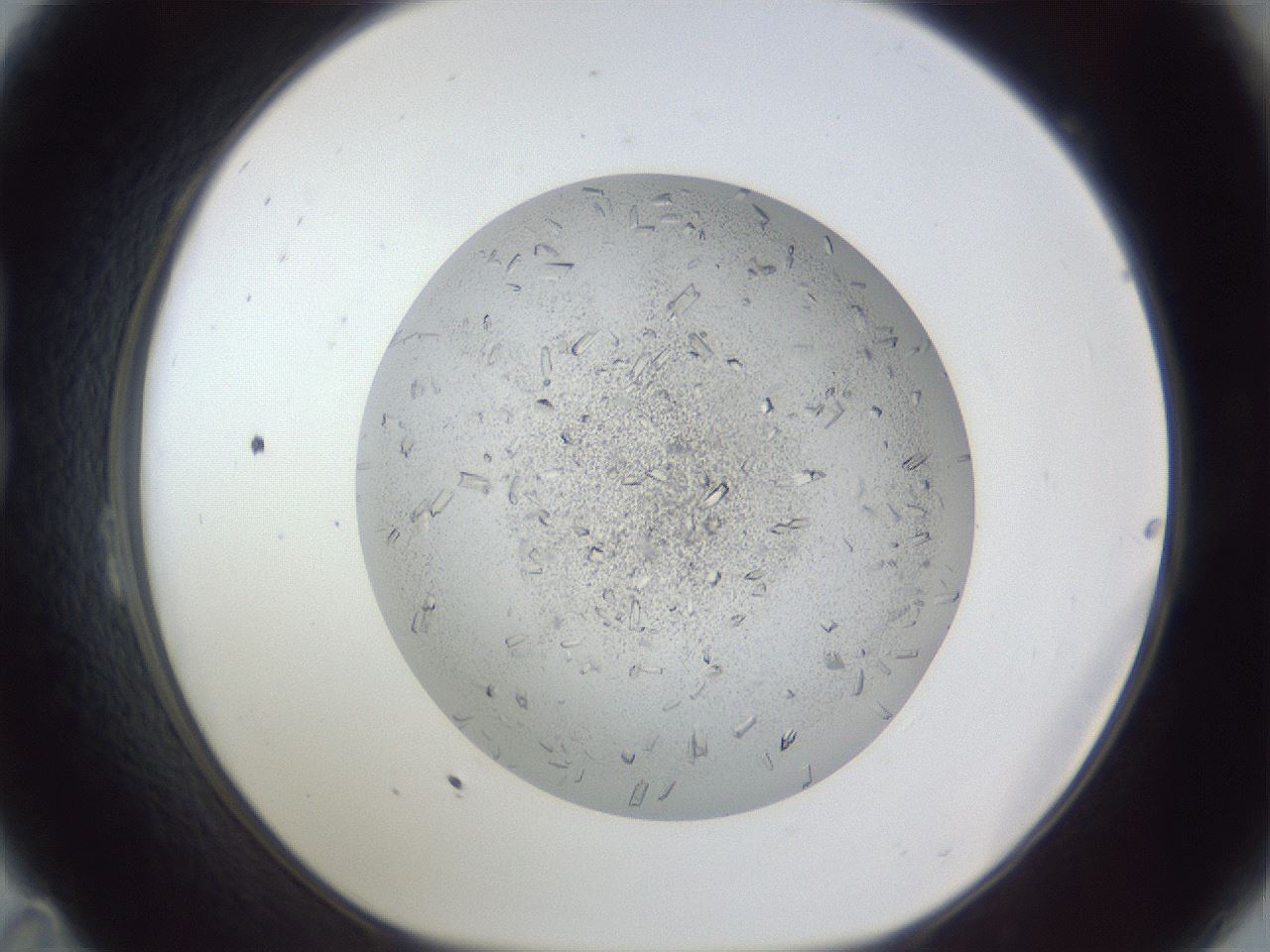 folderID202_plateID1202_batchID3452_wellNum23_profileID1_d1_r66485_ef.jpg