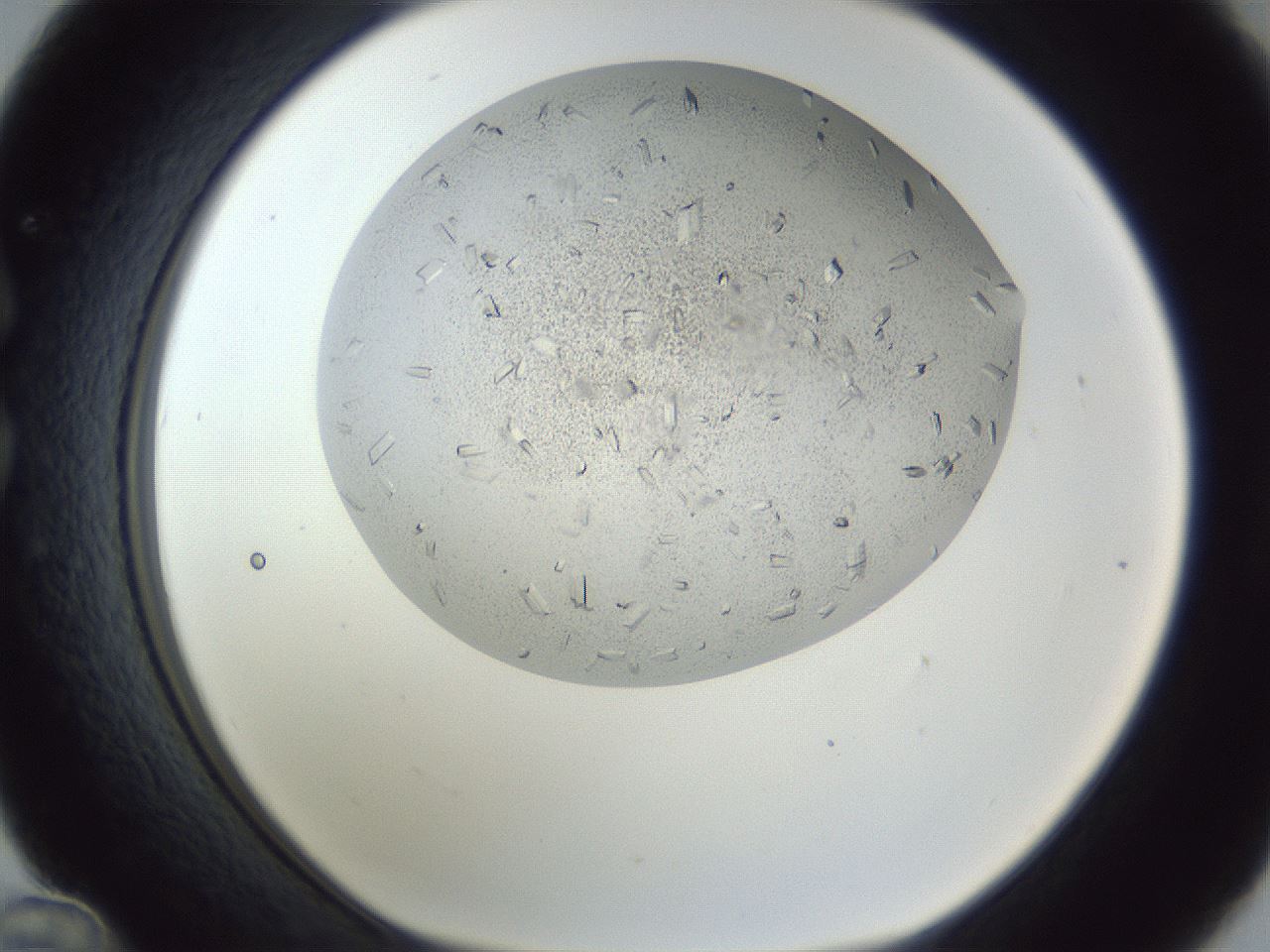 folderID202_plateID1202_batchID3541_wellNum36_profileID1_d1_r66498_ef.jpg
