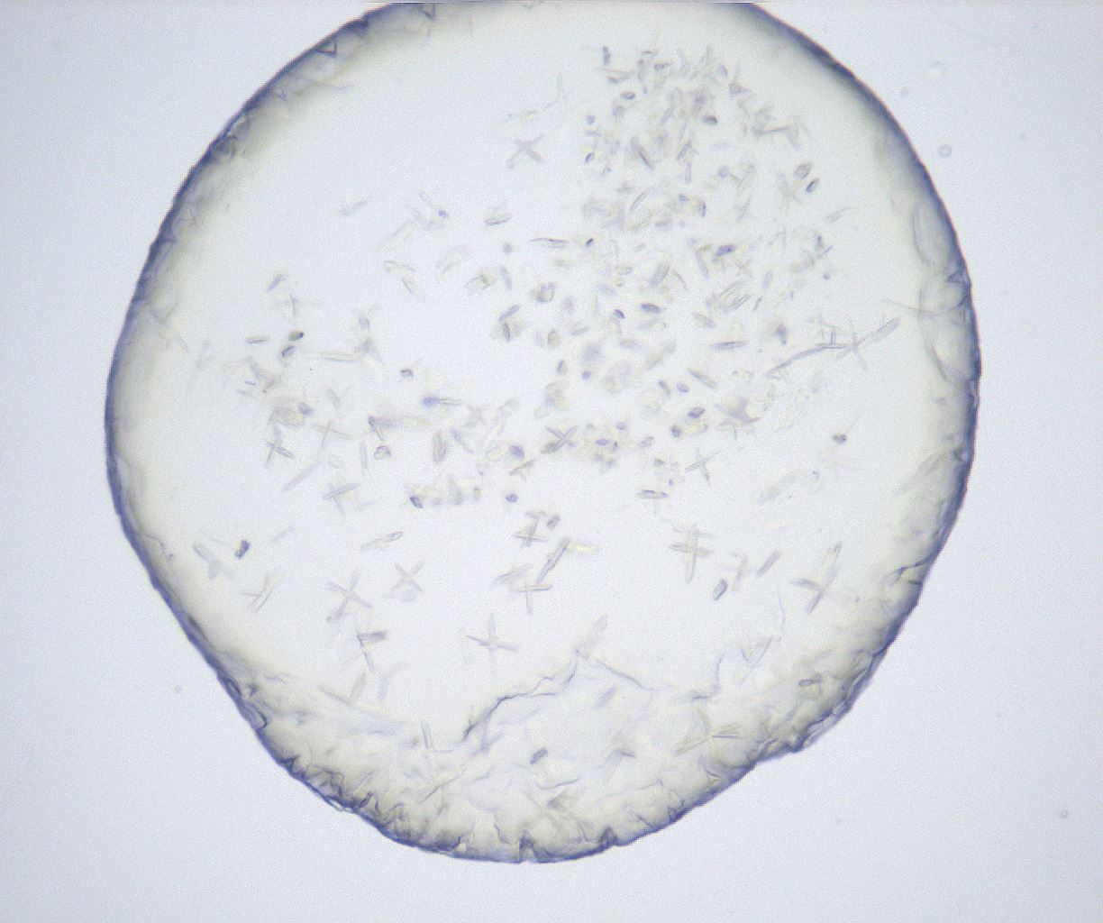 folderID528_plateID2528_batchID12500_wellNum58_profileID1_d1_r191830_ef.jpg