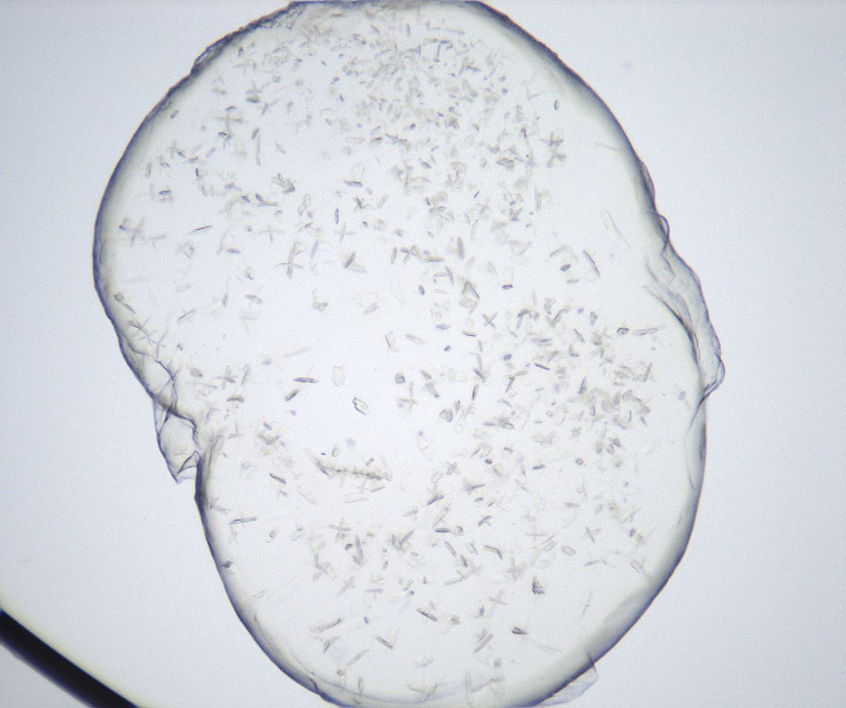 folderID528_plateID2528_batchID12500_wellNum95_profileID1_d1_r191904_ef.jpg