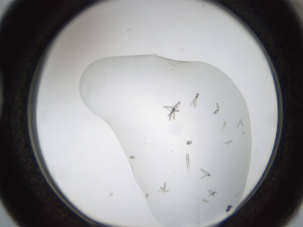 folderID53_plateID1053_batchID2251_wellNum38_profileID1_d1_r47350_ef.jpg
