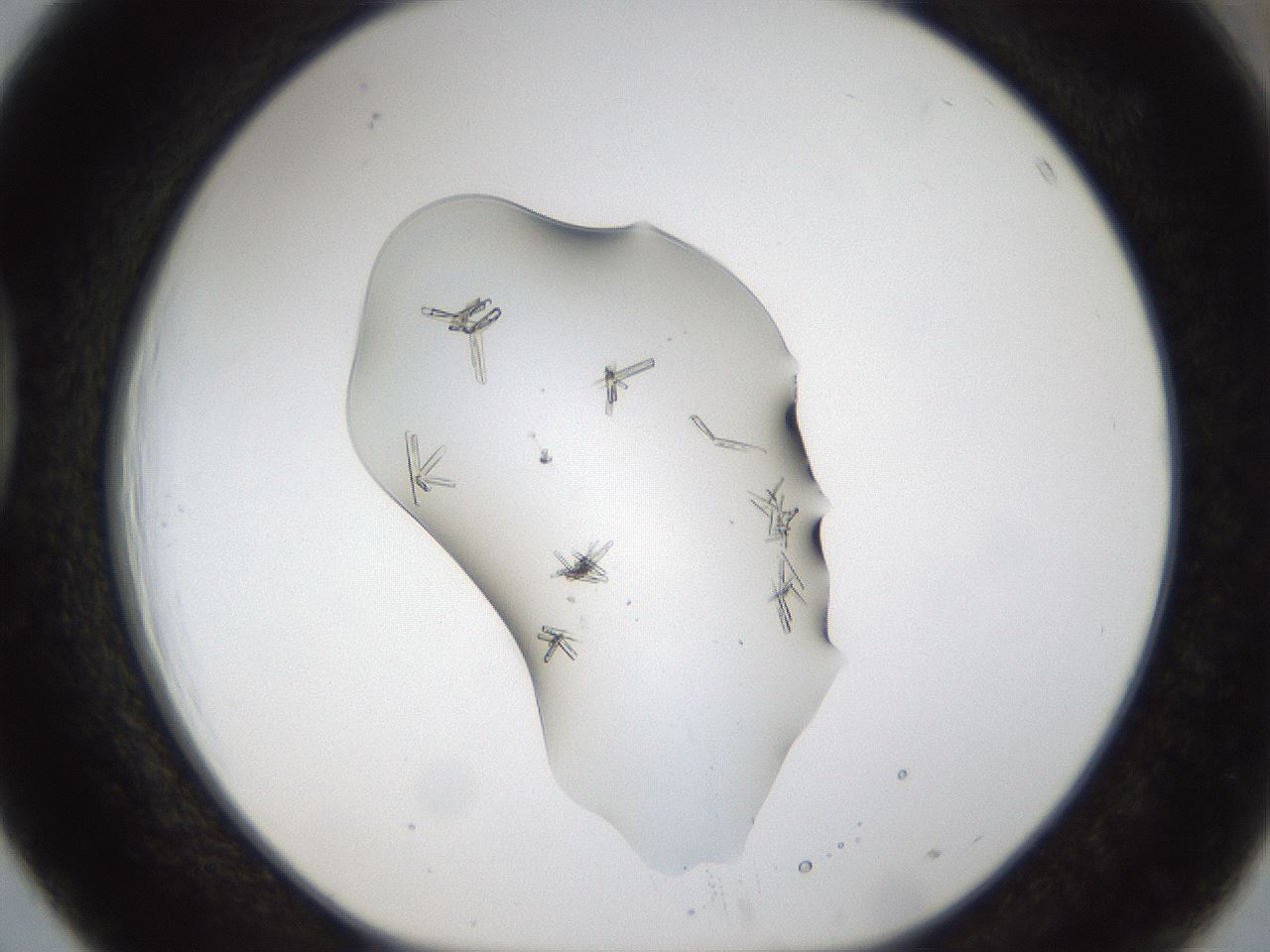 folderID53_plateID1053_batchID2251_wellNum39_profileID1_d1_r47351_ef.jpg