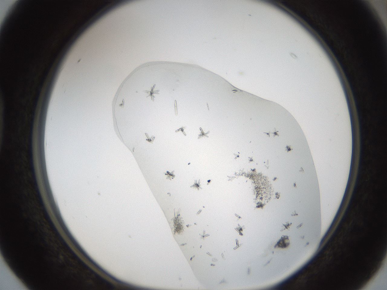 folderID53_plateID1053_batchID2251_wellNum40_profileID1_d1_r47352_ef.jpg