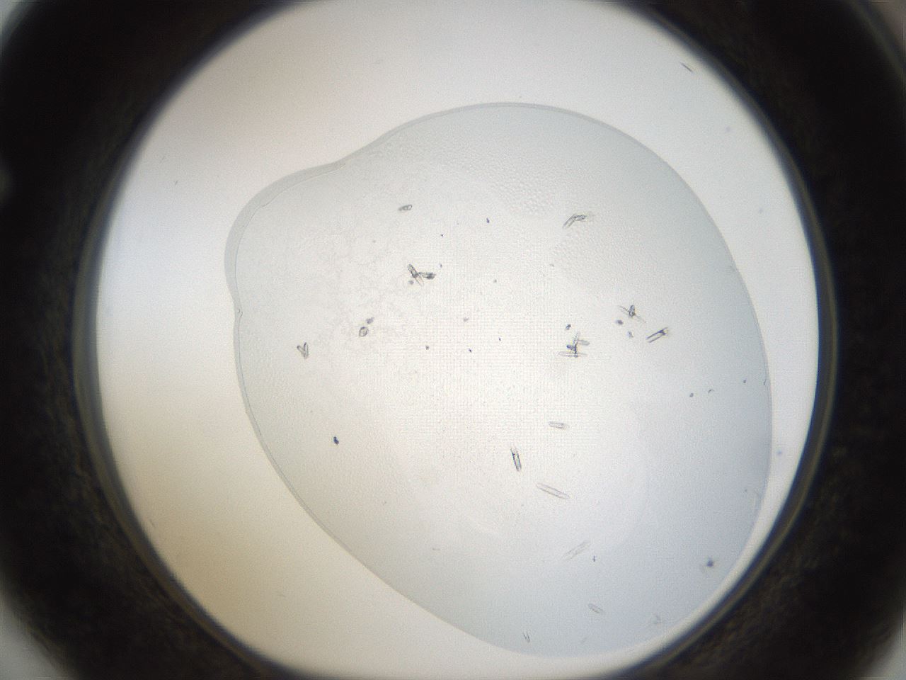folderID53_plateID1053_batchID2251_wellNum64_profileID1_d1_r47376_ef.jpg