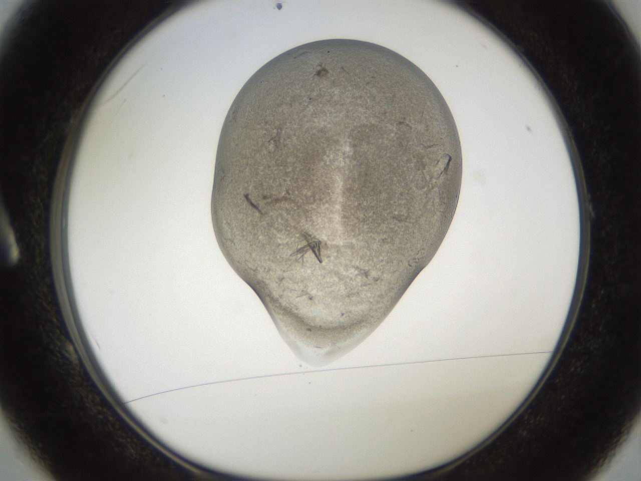 folderID555_plateID2555_batchID12621_wellNum1_profileID1_d1_r194791_ef.jpg