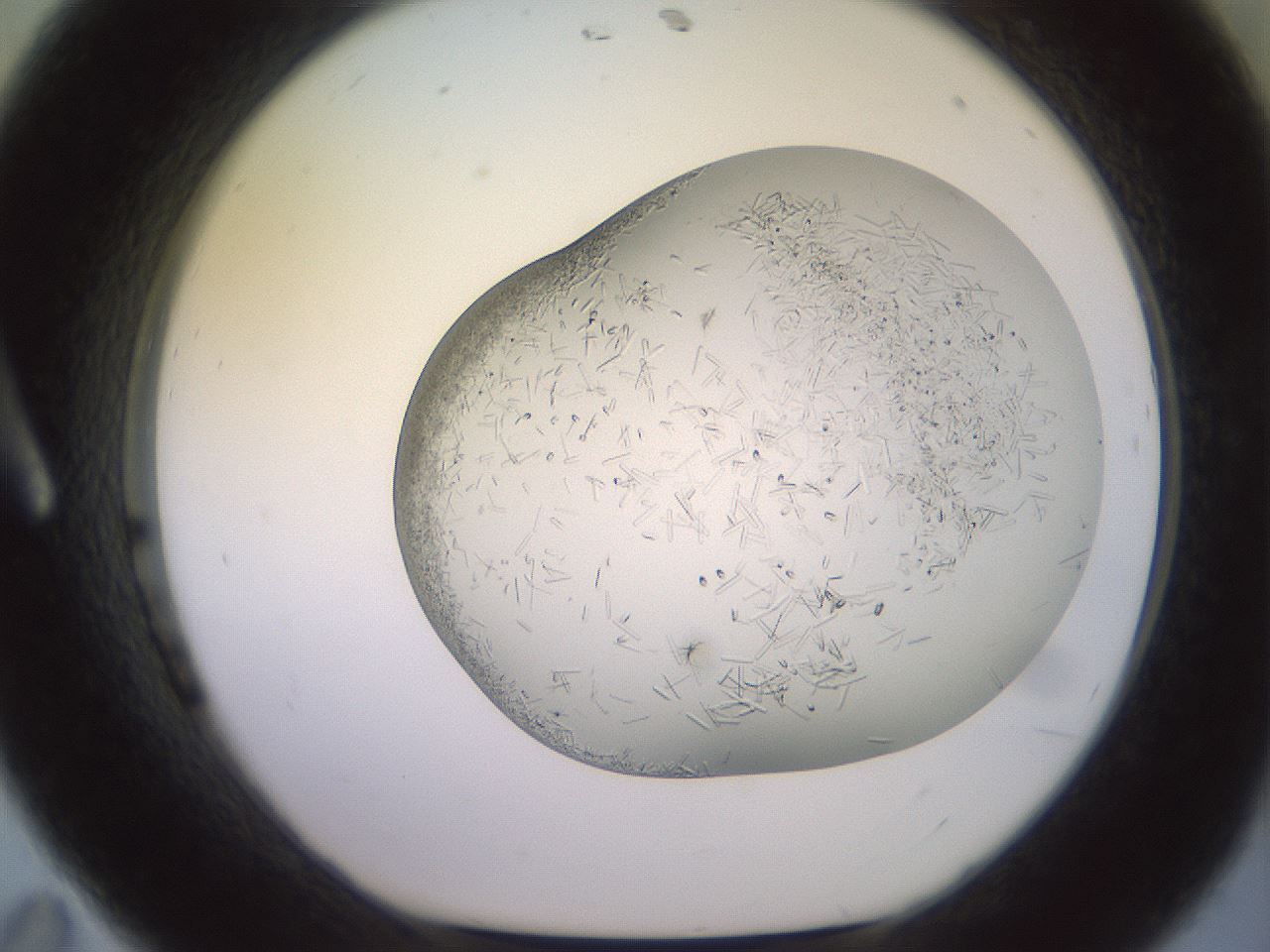 folderID559_plateID2559_batchID12940_wellNum11_profileID1_d1_r195965_ef.jpg