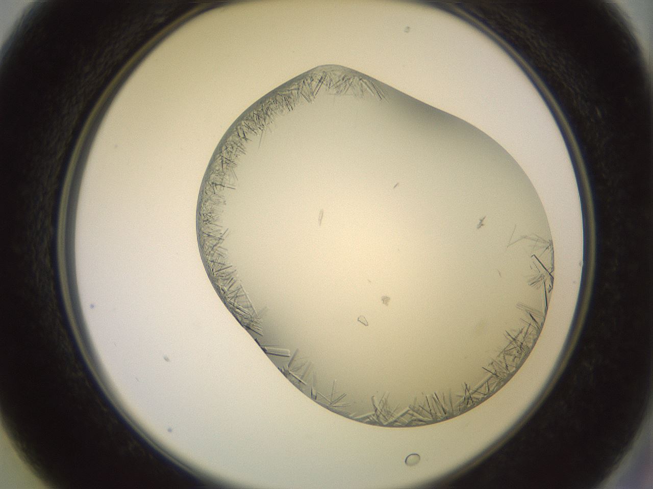 folderID559_plateID2559_batchID12940_wellNum13_profileID1_d2_r195970_ef.jpg