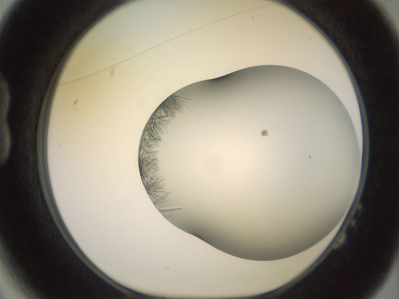 folderID559_plateID2559_batchID12940_wellNum14_profileID1_d1_r195971_ef.jpg