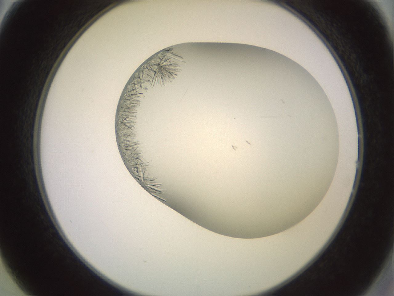 folderID559_plateID2559_batchID12940_wellNum14_profileID1_d2_r195972_ef.jpg
