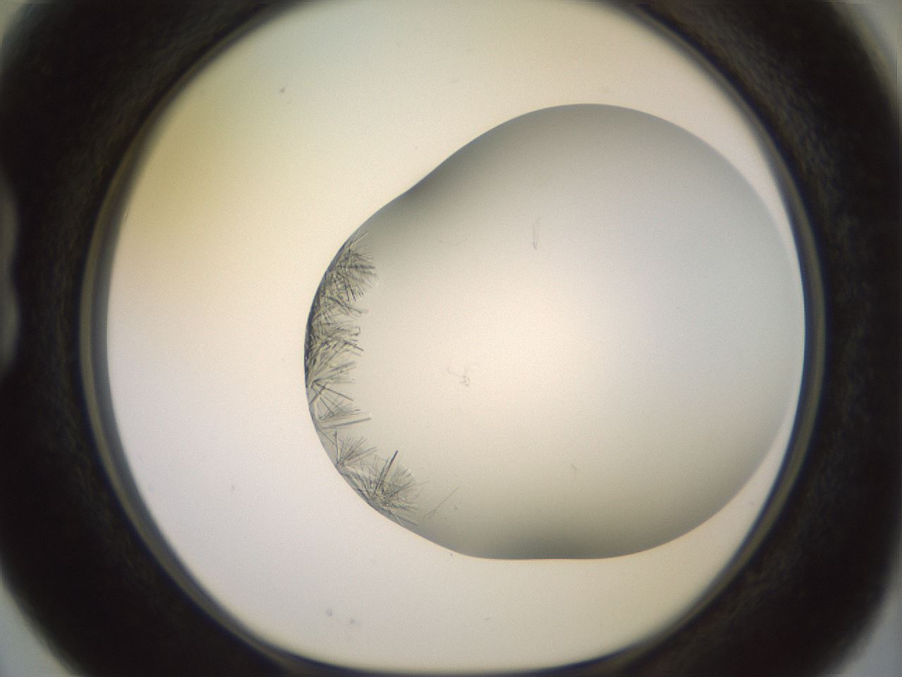 folderID559_plateID2559_batchID12940_wellNum15_profileID1_d1_r195973_ef.jpg