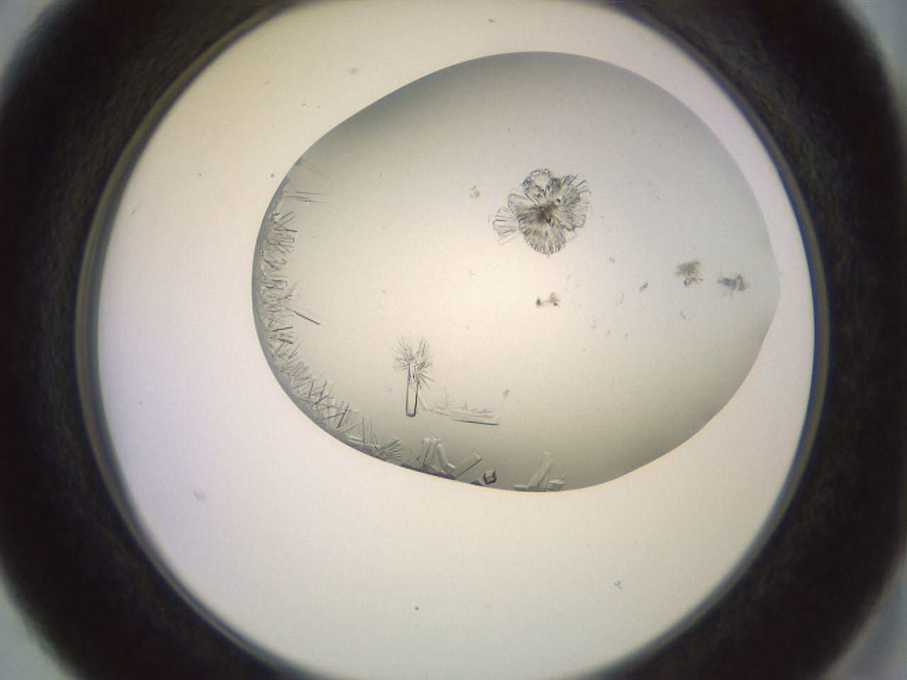 folderID559_plateID2559_batchID12940_wellNum15_profileID1_d2_r195974_ef.jpg