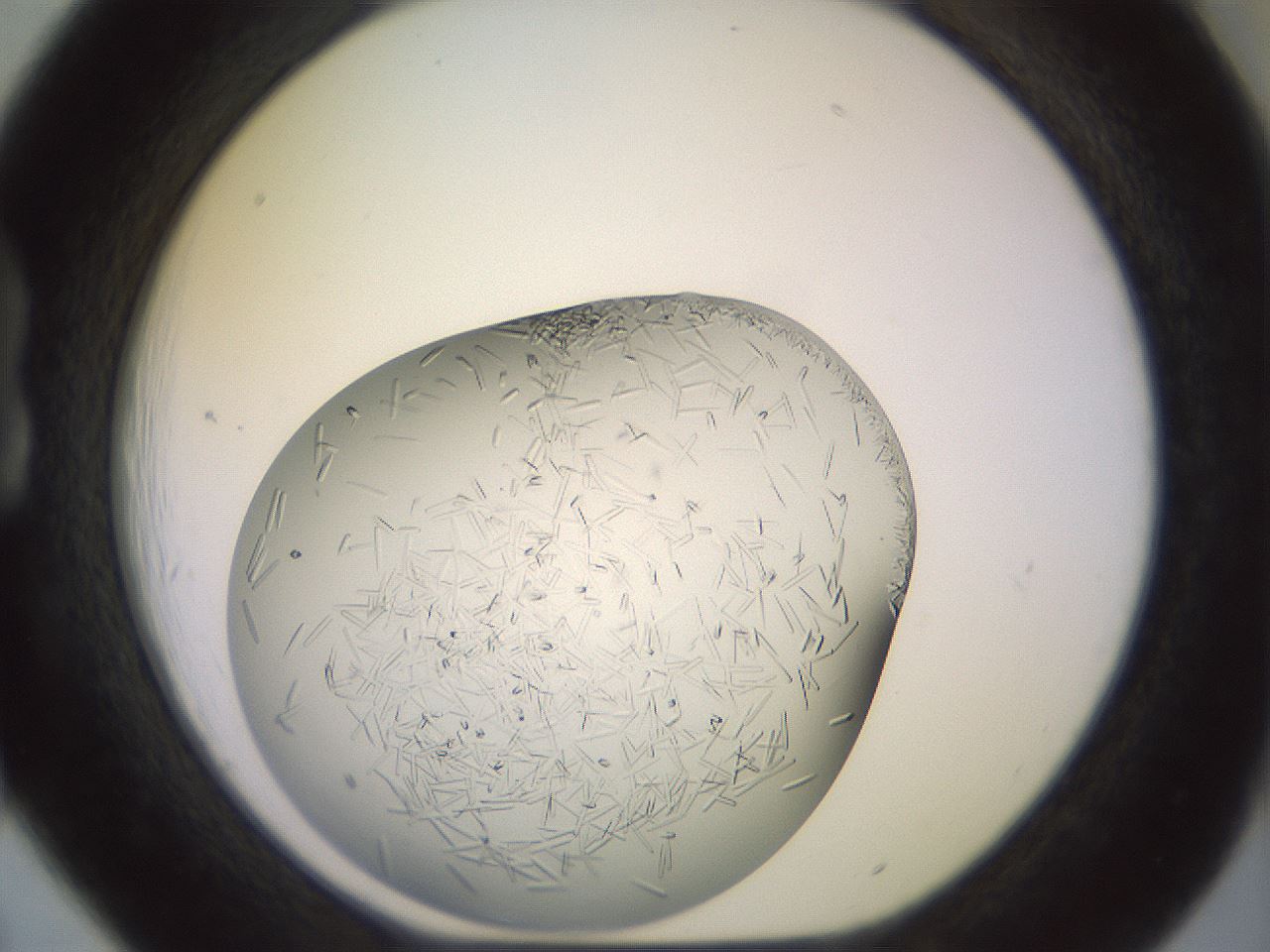 folderID559_plateID2559_batchID12940_wellNum18_profileID1_d1_r195979_ef.jpg