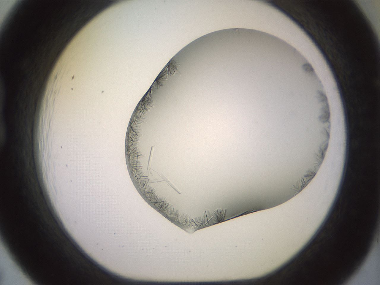folderID559_plateID2559_batchID12940_wellNum19_profileID1_d1_r195981_ef.jpg