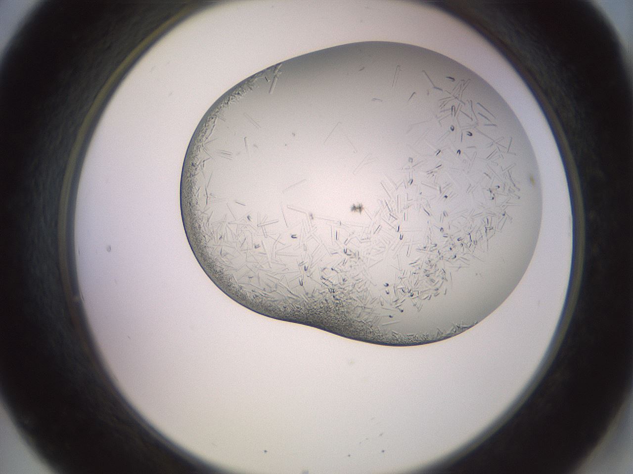 folderID559_plateID2559_batchID12940_wellNum20_profileID1_d2_r195984_ef.jpg