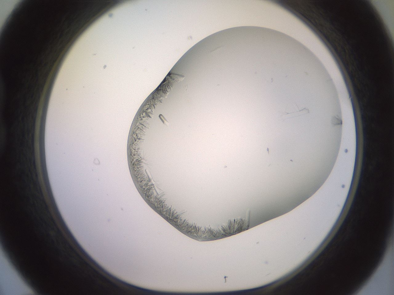 folderID559_plateID2559_batchID12940_wellNum21_profileID1_d1_r195985_ef.jpg