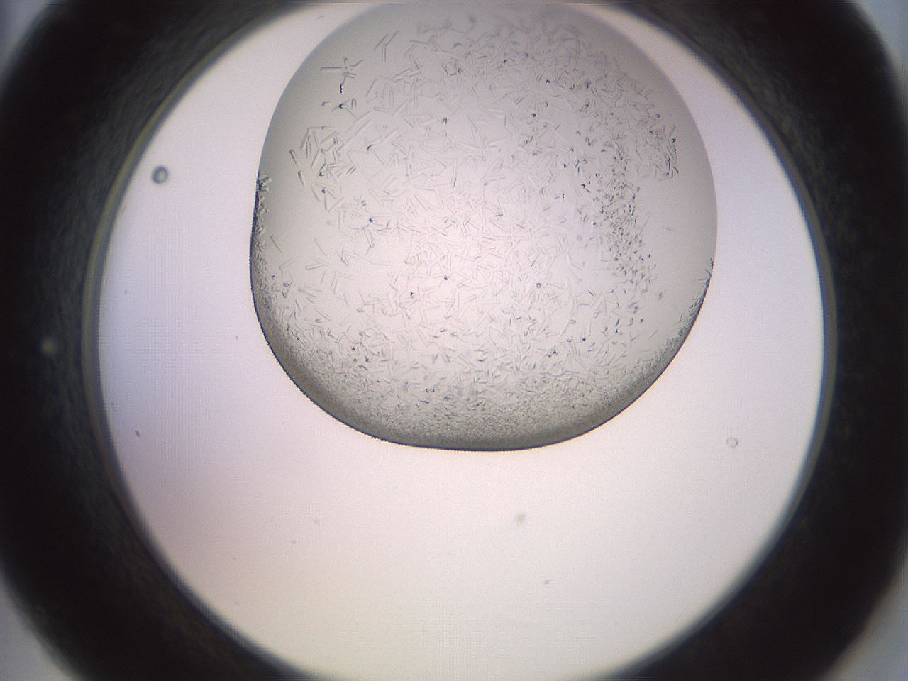 folderID559_plateID2559_batchID12940_wellNum21_profileID1_d2_r195986_ef.jpg